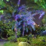 Уличная лазерная подсветка Garden Flower RGB XL